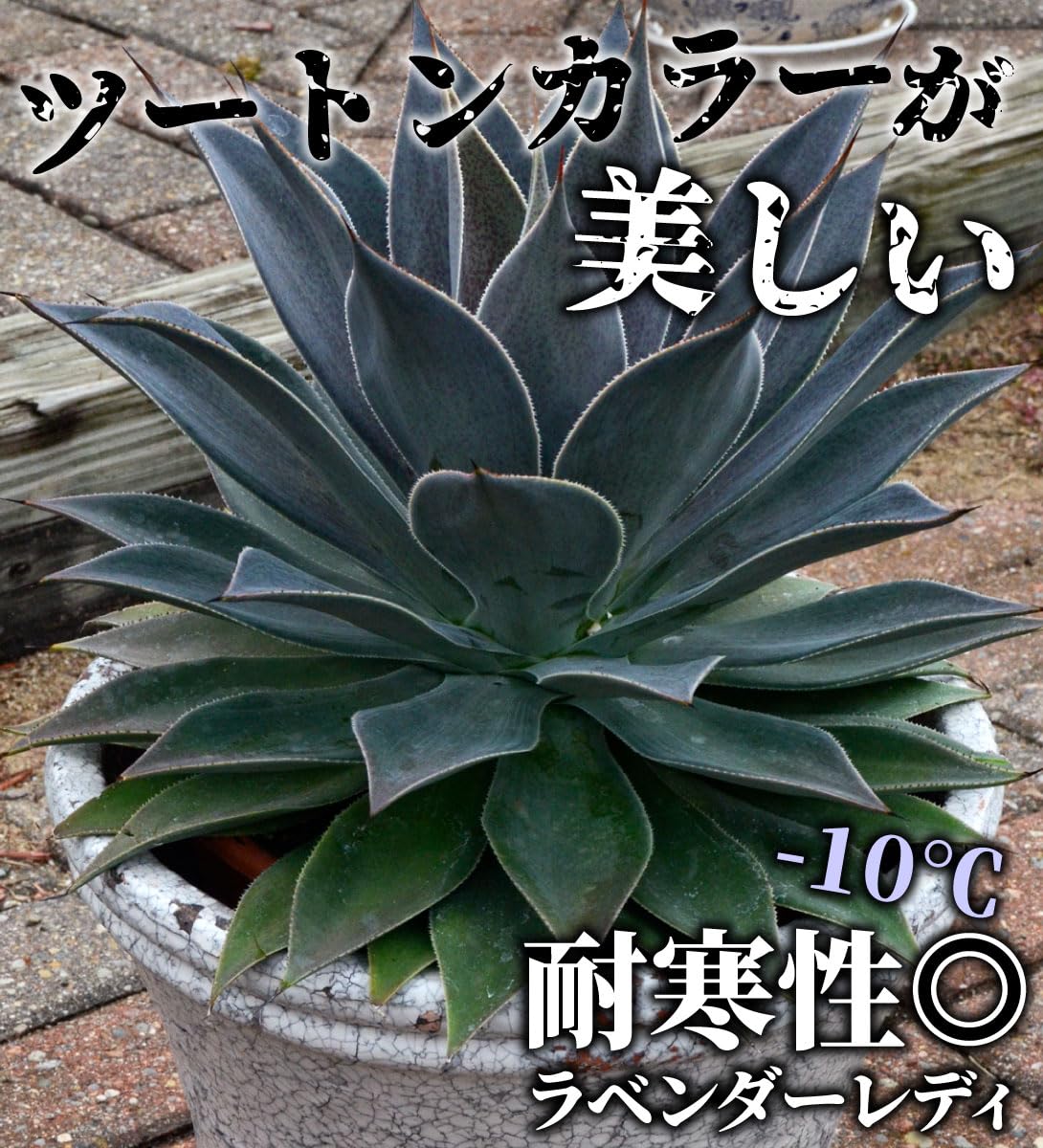 Amazon.co.jp: 花苗 多肉植物 マンガベ ラベンダーレディー 品種登録